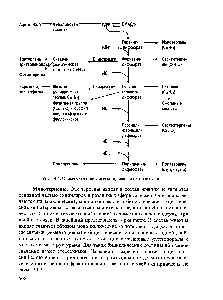 Рис. 14.4. <a href="/info/57985">Общая схема</a> биосинтеза терпенов и их производных