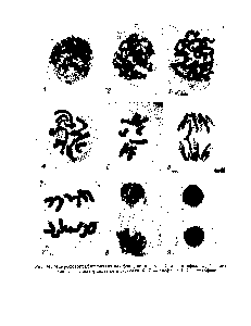 Рис. 34. Микрофотографии различных фаз <a href="/info/218962">деления ядра</a> 1,2 — профаза 3,4 — метафаза 5 — экваториальная пластинка 6,7 — анафаза 8,9 — телофаза.