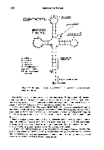 Рис. 3-17. <a href="/info/1666170">Вторичная структура тРНК</a> из дрожжей (структура клеверного листа).