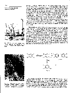Рис. 377. Остатки тропических лесов (1982), пораженных гербицидами и диоксином в ходе войны США во Вьетнаме.