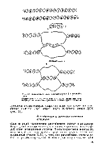 Рис. 61, <a href="/info/1306301">Возможная роль</a> топоизомеразы I в рекомби 