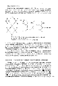 Рис. 23. <a href="/info/917">Водородные связи</a> в воде, <a href="/info/1584">фтористом водороде</a> и <a href="/info/462024">пептидных цепях</a> белков.