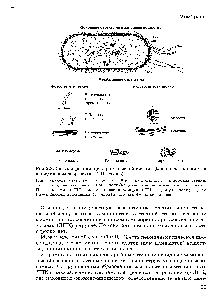 Рис.2,8. Схема строения прокариотической клетки (<a href="/info/32980">бактериальная клетка</a> в <a href="/info/221509">продольном разрезе</a>) (по Г. Шлегелю)