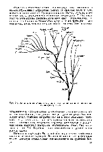 Рис. 2.4. Эволюционное древо, построенное на основе аминокислотного состава цитохрома с