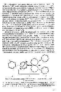 Рис. 17. <a href="/info/32698">Репликация</a> кольцевой бактериальной хромосомы в двух