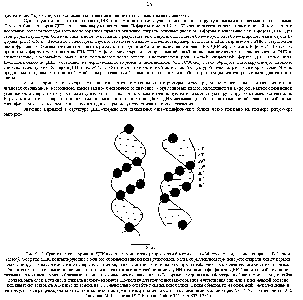 Рис. 9-17. Сравнение конформации ДНК в составе комплекса с <a href="/info/1388139">репрессором бактериофага</a> 434 (справа) с <a href="/info/1648903">идеальной спиралью</a> В-формы ). Фосфаты ДНК, контактирующие с белком, обозначены цветными кружочками. Углы, образующиеся при повороте спирали меаду <a href="/info/18985">парами оснований</a>, указаны для искаженной спирали. Считается, что отклонения от идеальной спирали необходимы для более тесного связьшания белка. <a href="/info/99643">Энергия связывания</a> <a href="/info/1492698">частично зависит</a> от <a href="/info/92270">неспецифического взаимодействия</a> меязду NH-группами и фосфатами ДНК. Такие, <a href="/info/1435433">способствующие связыванию</a> контакты, может образовывать лишь несколько искаженная спираль В-формы середина малой бороздки в области связьтающето сайта <a href="/info/1633404">должна быть</a> слегка сужена, и спираль немного изогнута. Поскольку для получения такого изгиба иупл отн ения спирали в <a href="/info/1639670">центральной области</a> должны присутствовать АТ-пары, их замена на G значительно ослабляет <a href="/info/103288">связывание белков</a>. <a href="/info/461013">Таким образом</a>, <a href="/info/18985">пары оснований</a>, расположенные в центре, узнаются репрессором даже если белок не <a href="/info/932692">контактирует непосредственно</a> с этими основаниями (см. также рнс. 9-14). (С изменениями из J.E.