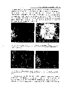 Рис. 3.19 Электронно.микроскопические снимки опюжений вочокнистого углеродного вещества, полученных из пропана, а - на смеси <a href="/info/148323">железо-никель</a> (9/1) при 55(Т С о - на железном катализаторе 70(ГС [182]
