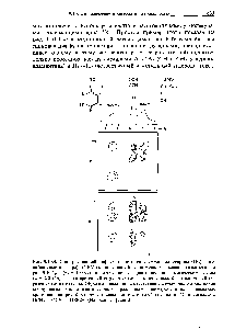 Рис. 9.10.4. <a href="/info/50569">Спектр спиновой</a> <a href="/info/382964">диффузии протонов</a> в смеси полистирола (ПС) и по-ли(вииилметилэфира) (ПВМЭ), полученный с помощью последовательности на рис. 9.10.1,в (тга = 100 мс) в сочетании с вращением под магическим углом (рг = 2,8 кГц), а — гетерогенный образец смеси из хлороформа б — гомогенный образец смеси из толуола. Обратим внимание на отсутствие в случае рис. а <a href="/info/122653">кросс-пиков</a> между сигналами, <a href="/info/1057823">соответствующими различным</a> полимфам, и на <a href="/info/122655">интенсивные кросс-пики</a> на рис. б между сигналами <a href="/info/53997">ароматической группы</a> в ПС и сигналами ОСНз + ОСН в ПВМЭ. (Из работы [9.56].)