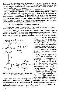 Рис. 5.1. <a href="/info/296751">Путь биосинтеза</a> и <a href="/info/327170">структура витамина</a> В1 (тиамина)