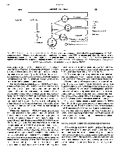 Рис. 49.2. <a href="/info/97224">Схема биосинтеза</a> катехоламинов. ТГ—<a href="/info/265938">тирозингидроксилаза</a> ДД—ДОФА-декарбоксилаза ФNMT— фенилэтаноламин-К-метилтрансфераза ДБГ—дофамин-Р-гидроксилаза АТР— аденозинтрифосфат. <a href="/info/1350437">Биосинтез катехоламинов</a> происходит в цитоплазме и в различных гранулах клеток <a href="/info/284742">мозгового слоя надпочечников</a>. В одних гранулах содержится адреналин (А), в других—норадреналин (НА), а в некоторых — оба гормона. При стимуляции все содержимое