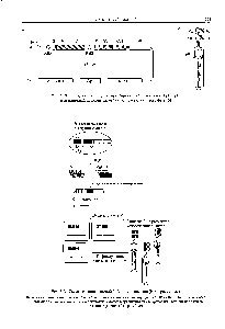 Рис. 7.10. Гибридная фагмида, экспрессирующая слитый белок УнСн-рП1 и автономный полипептид УьСь (а), и частица слитого фага (б)