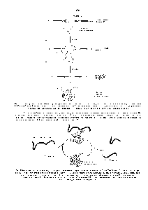 Рис. 3-19. <a href="/info/592165">Схема реакции</a> самосплайсинга, при которой последовательность <a href="/info/32966">интрона</a> катализирует собственное вырезание из молекулы рибосомной РНК у Tetrahymena. Реакция начинается с присоединения нуклеотида G к <a href="/info/32966">интронной</a> последовательности, в результате чего происходит <a href="/info/33323">разделение цепи</a> РНК. Затем вновь образованный З -<a href="/info/1362134">конец цепи</a> РНК подходит к другому концу и отделяет его, завершая реакцию.