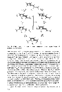 Рис. III.9. <a href="/info/154239">Шейпы</a> и <a href="/info/1012580">пути взаимных</a> переходов низкоэнергетических <a href="/info/374990">конформаций группы</a> В молекулы ангиотензина II