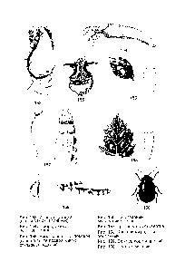 Рис. 153. Ивовая щитовка (щитки самок и личинок)