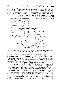 Рис. 10.9. <a href="/info/106035">Модель возможных</a> <a href="/info/1596466">взаимодействий между водой</a> и двумя <a href="/info/105350">молекулами хлорофилла</a> в димере Р-700 (хлорофилле а ).
