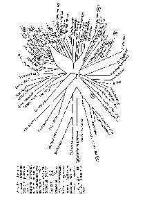 Рис. 58. Дендрограмма, иллюстрирующая родственные отношения в царстве бактерий, <a href="/info/1780163">которая построена</a> на <a href="/info/510218">основании нуклеотидных</a> последовательностей ри-босомной 5SPHK.