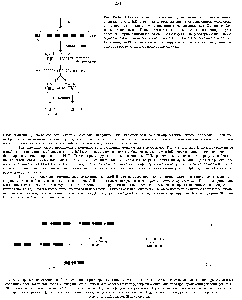 Рис. 18-37. Пример перестройки ДНК, происходящей при переключении Сн-областей. Когда В-клетка, вырабатывающая антитела IgM с участием собранной последовательности VDJ, <a href="/info/1407373">стимулируется антигеном</a> и созревает в клетку, секретируюшую антитела IgA, <a href="/info/1759090">происходит удаление</a> участка ДНК <a href="/info/1594788">между последовательностью</a> VDJ и <a href="/info/1351551">генным сегментом</a> Сц. Специфицические участки ДНК (переключающие послеоовательности, показаны цветными кружками), расположенные выше каждого Сн-сегмента (за исключением С5), рекомбинируют друг с другом, и в результате