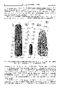 Рис. 10.5. Початки трех сортов кукурузы зубовидной А), аргентинской разрыв-i ной Б) и пленчатой В) (Mangelsdorf, 1958).