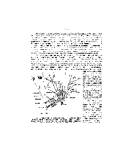 Рис. 13. Симбиогенез по Мережковскому, 1909 I, царство грибов (симбиоза нет) II, <a href="/info/1642907">царство растений</a> (двойной симбиоз ядро и хроматофоры, т.е. хлоропласты) III, <a href="/info/758099">царство животных</a> (одинарный симбиоз ядро). Митохондрии не привлекли внима.ния автора