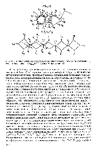 Рис. IV.3. Шейпы пептидного скелета <a href="/info/1759982">конформаций фрагмента</a> Leu - ys нейротоксина II с <a href="/info/442402">относительной энергией</a> С/одщ = 0,2 и 2,6 ккал/моль (см. табл. IV.1)