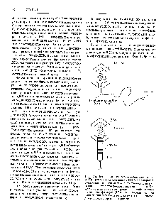 Рис. 4.16. Литический путь <a href="/info/509032">развития бактериофага</a> X. А. При репликации кольцевой ДНК бактериофага X образуется <a href="/info/391316">линейная молекула</a>, состоящая из повторяющихся <a href="/info/459240">сегментов длиной</a> примерно 50 т. п. и. Каждый из этих сегментов представляет собой полноразмерную фаговую ДНК. Б. Фаговая головка вмещает один такой сегмент, затем к головке присоединяется уже собранный отросток.