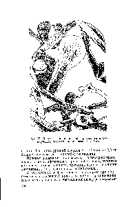 Рис. 57. Мицелий и конидии гриба триходермы в <a href="/info/129214">сканирующем электронном</a> микроскопе, X 1575.