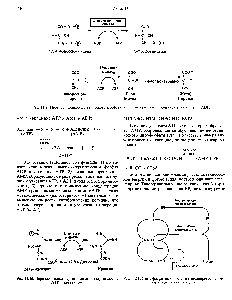 Рис. 11.10. Перенос высокоэнергетического фосфата между Рис. 11.11. <a href="/info/1351227">Связь фосфатных циклов</a> с взаимопревращением АТР и креатином. адсниновых нуклеотидов.