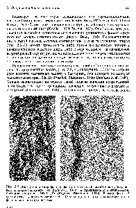 Рис. 2.8. <a href="/info/73091">Электронная микрофотография</a> продолговатых частиц железа, полученных электроосаждением (А) (Luborsky, 1961), и проявляющие <a href="/info/278132">магнитотаксис</a> бактерии спириллы MS-I (Б) (Frankel, Blakemore, 1980). Размер фото А соответствует участку размером 0,4 х 0,7 мкм, а длина вертикальных отрезков на фото Б соответствует 0,5 мкм.