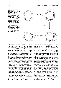 Рис. 13.8. Синтез in vitro радиоактивной цепи ДНК (цветная линия) при действии ДНК-полимеразы I. Совместное действие полимеризационного и экзонуклеазного центров (см. рис. 13.7) приводит к <a href="/info/1324735">перемещению одноцепочечного</a> 3 -ОН/5 -РО -разрыва вокруг показанной на рисунке кольцевой <a href="/info/33638">матричной цепи</a>. Поэтому данный процесс называется ник-трансляцией (т.е. перемещением разрыва).