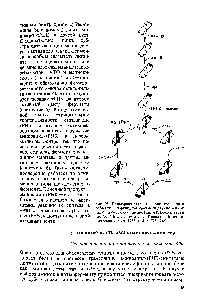 Рис. 28. Примерная схема <a href="/info/509717">последовательности событий</a> при функционировании двухдоменной (или димерной) аминоацил-тРНК-синтетазы (по Э. Г. Малыгину и Л. Л. Киселеву. Биоорга-ническая химия, 1982, т. 8, с. 725—746)
