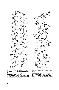 Рис. 37.3. Структура сложенного листа (Р-форма), предложенная Полингом для фиброина шелка.