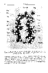 Рис. 4.7. <a href="/info/385691">Пространственная атомная</a> модель участка <a href="/info/76654">основного белка</a> А1 с энцефалитогенными детерминантами. Представлена последовательность от РЬе-89 (справа) до мeтйл-Aгg-107 (слева) (см. текст).