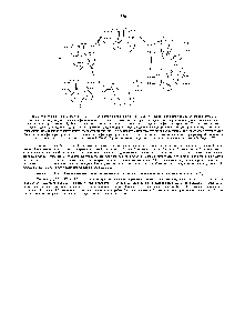 Рис. 6-49. <a href="/info/935410">Модель функционирования</a> (Ка + К )-АТРазы. Связывание Ка (1) и последующее фосфорилирование (2) АТРазы со стороны цитоплазмы индуцируют в <a href="/info/509047">белке конформационные изменения</a>, в результате которых Ка" <a href="/info/233605">переносится через</a> мембрану и высвобождается в <a href="/info/1279411">межклеточное пространство</a> (3). Затем связывание К" на внещней поверхности (4) и последующее дефосфорилирование (5) возвращают белок в первоначальную конформацию при этом К" <a href="/info/336204">проходит через</a> мембрану и высвобождается в цитоплазму (6). Эти <a href="/info/2999">конформационные изменения</a> аналогичны <a href="/info/50469">переходам типа</a> <a href="/info/629592">пинг-понг</a> , изображенным на рис. 6-47, за исключением того, что здесь <a href="/info/283300">конформационные переходы</a> индуцируются Ка"-<a href="/info/105130">зависимым фосфорилированием</a> и К"-зависимым <a href="/info/509042">дефосфорилированием белка</a>, вследствие чего он совершает <a href="/info/134692">полезную работу</a>. Для простоты <a href="/info/1728206">показано только</a> по одному участку связывания Ка" и К". В <a href="/info/1530198">реальном насосе</a>, видимо, существует три участка связывания Ка" и два - К". 