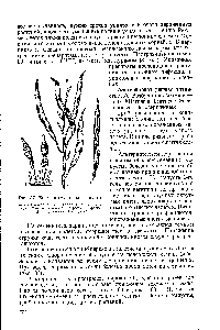 Рис. 37. Болезни семенников капусты 
