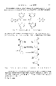 Фиг. 70. <a href="/info/3768">Механизм действия</a> ДНК-полимеразы.