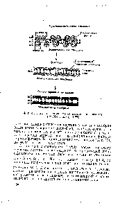 Фиг. 37. <a href="/info/325342">Схема строения</a> фотосинтетической ламеллы (по Мюлеталеру, 1965).