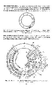 Рис. 9.12. Генетическая карта бактериофагов X (снаружи) и ф 80 (внутри) (по В. Н. Рыбчину, 1982)