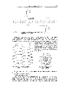 Рис. 223. Схема полипептидной цепи глобулярного белка