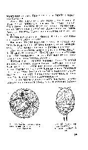 Рис. 42, Самка <a href="/info/1100742">псевдафикуса</a>, откладывающая яйца в червеца Комстока.