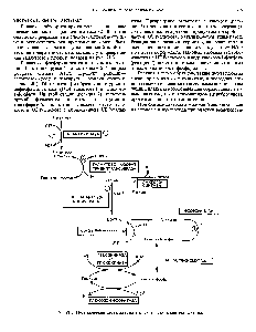 Рис. 21.3. <a href="/info/284780">Путь превращения</a> галактозы в глюкозу и <a href="/info/315788">путь синтеза</a> лактозы.