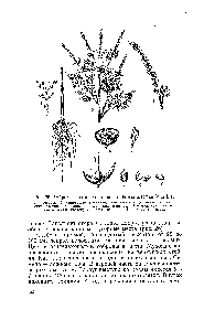 Рис. 26. <a href="/info/943495">Амброзия полыннолистная</a> (Ambrosia artemisiifolia L.) I — всходы 2 — цветущее растение 3 — <a href="/info/1281261">соцветие</a> (мужские и жен-ские цветки) 4—корзинка мужских цветков 5 — <a href="/info/1349546">мужской цветок</a> б — женский цветок 7 — ложный плод 5 — плод семя.