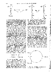 Рис. 19-17. Цикл мочевины в том виде, как его постулировали <a href="/info/105520">Кребс</a> и Хенселайт.