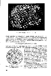 Рис. 177. Пример биолита мел (под микроскопом).