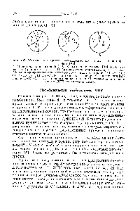 Фиг. 107. Митотические циклы, рассчитанные по данным радиоавтографии [95].