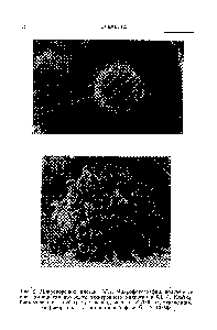 Рис. 2. Микроворсинки клеток НсЬа. Микрофотографии, подученные пр и помощи <a href="/info/129221">сканирующего электронного микроскопа</a> [3] Д. Кдетка, прикрепленная к- субстрату в период митоза X 2000. Ут<) )[щенные мтткроворсшши клетки в ранней фазе Ол X 10,000 ..