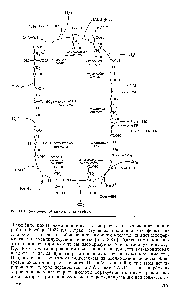 Рис. 3.8.5. <a href="/info/198274">Цикл лимонной кислоты</a> (цикл Кребса).