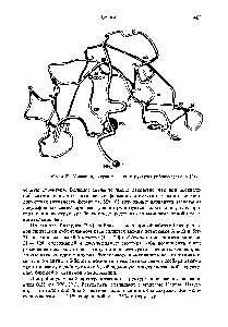 Рис. 3-25. <a href="/info/761060">Модель пространственной структуры</a> рибонуклеазы А [218].