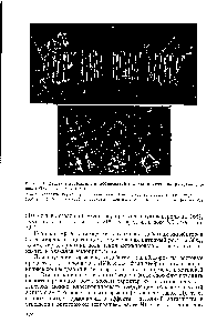 Рис. 49. Действие морфактина и <a href="/info/77959">гибберелловой кислоты</a> (в мг/л) на ростовые процессы (Турецкая и др., 1969)