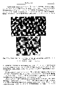 Рис. 26.14. Мальтийский крест, образующийся при наблюдении сферолитов в поляризованном свете, а—полиэтилен б — -полипропиленоксид.