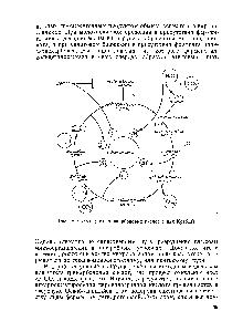 Рис. 16. Схема <a href="/info/1343">цикла трикарбоновых кислот</a> (цикл Кребса)